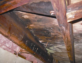mold and rot in a San Diego crawl space